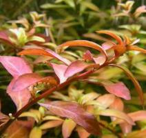 Людвигия болотная / Ludwigia palustris